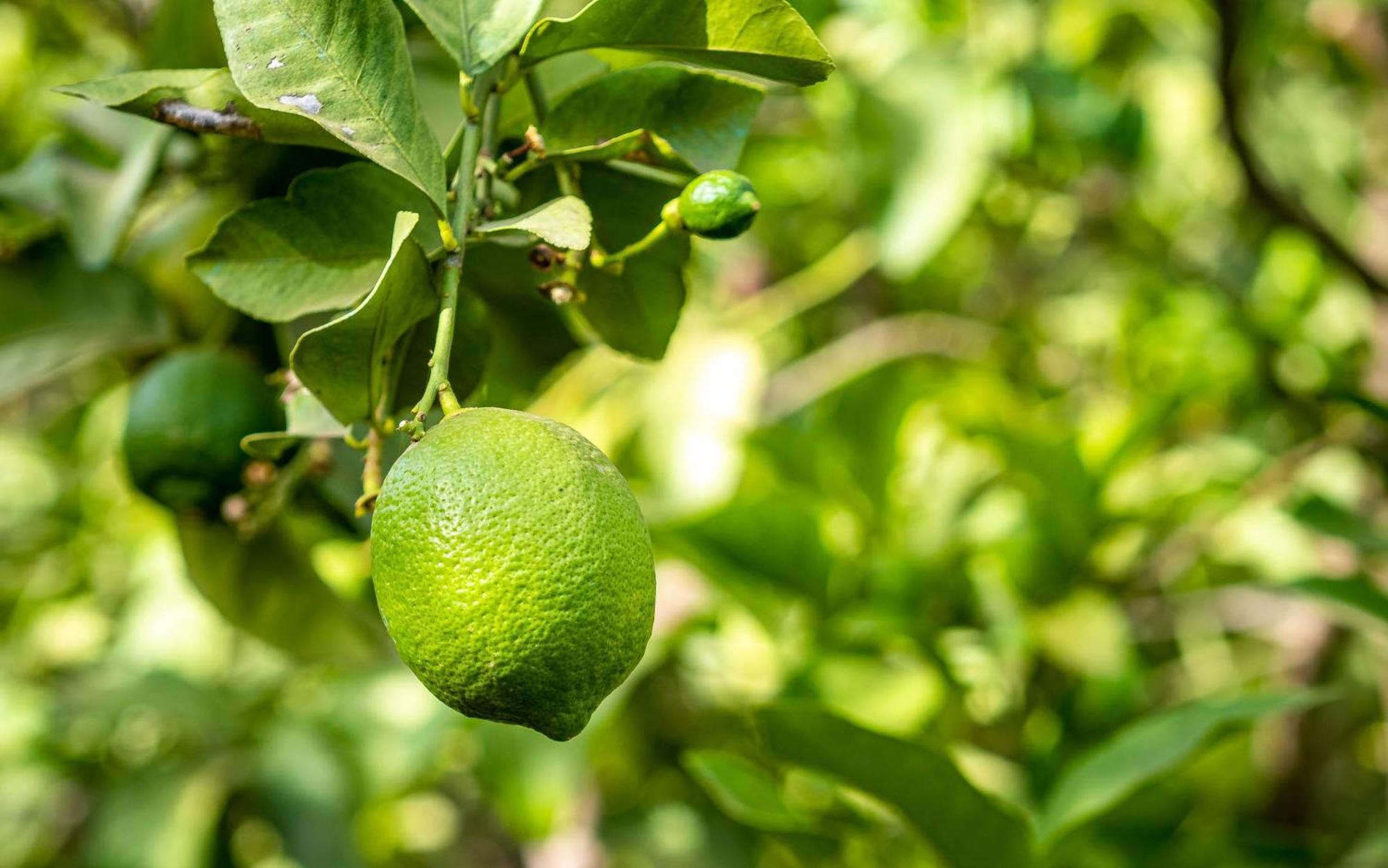 Ouled Moumen The Lemonary Marrakech酒店 外观 照片