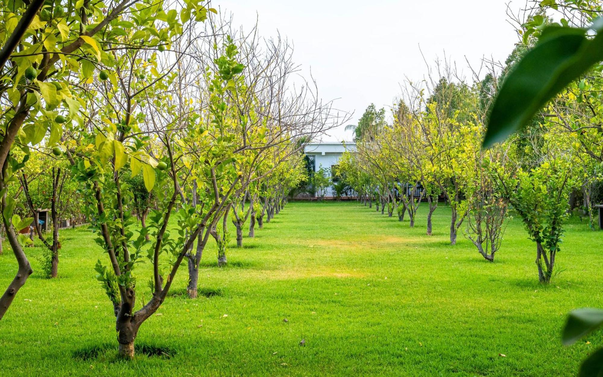 Ouled Moumen The Lemonary Marrakech酒店 外观 照片